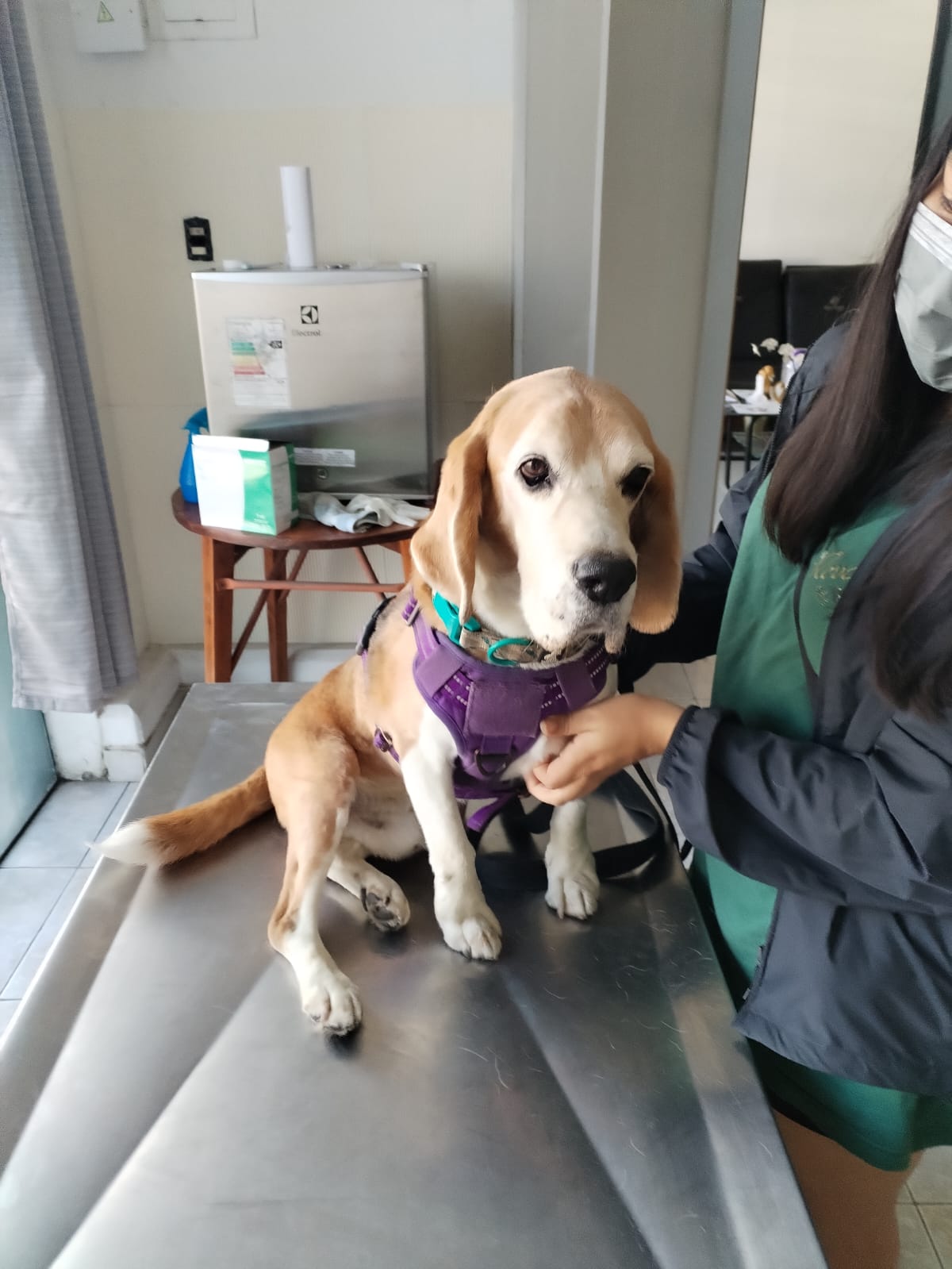 Beagle en atención